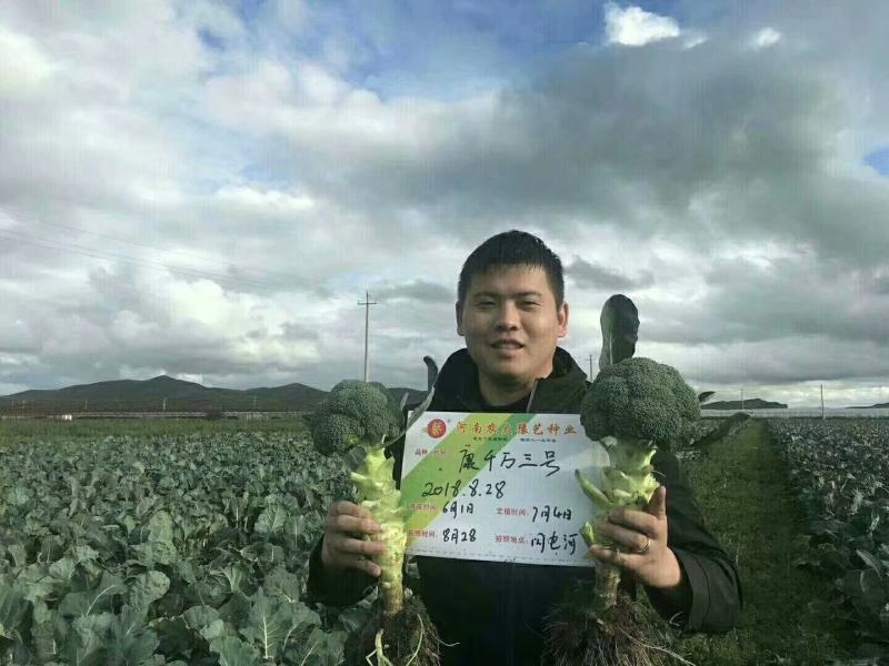 康千万三号西兰花种子轴粗不空心小米粒细密深绿色75天采收