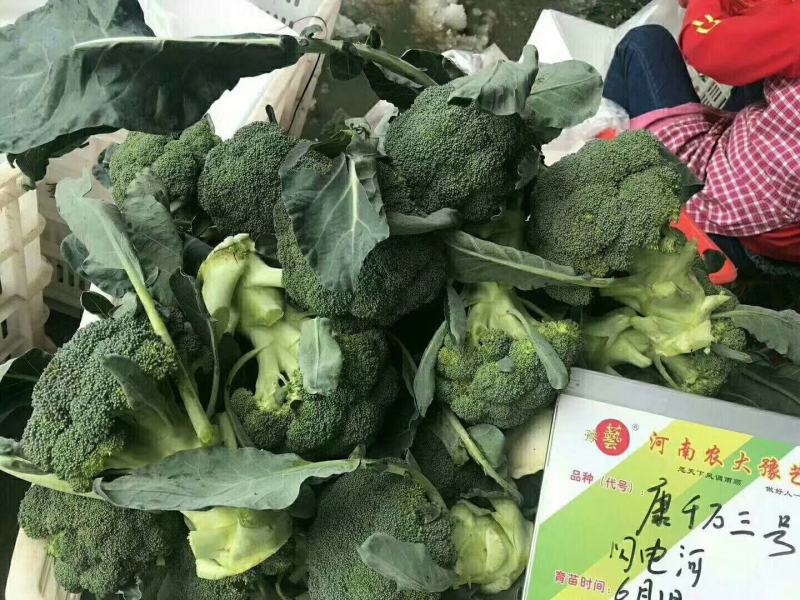 康千万三号西兰花种子轴粗不空心小米粒细密深绿色75天采收