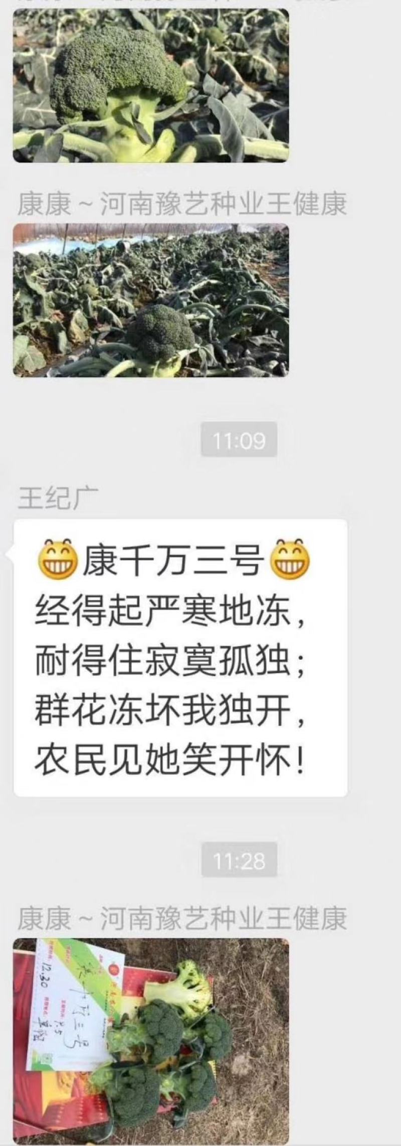 康千万三号西兰花种子轴粗不空心小米粒细密深绿色75天采收