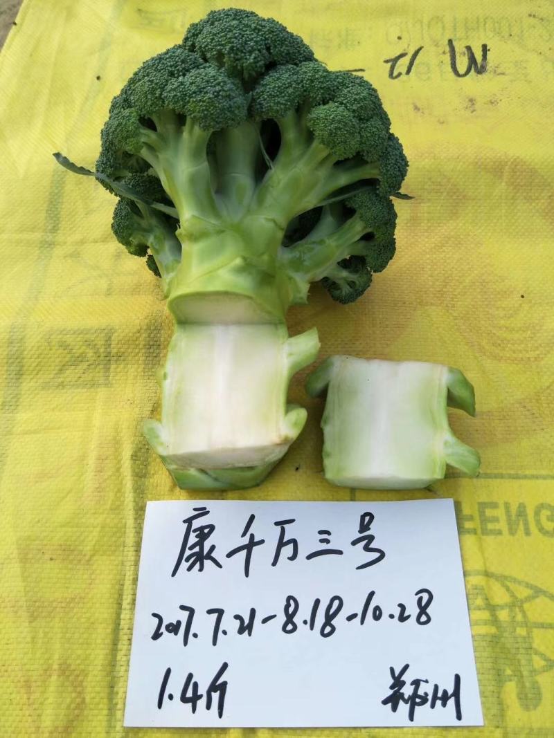 康千万三号西兰花种子轴粗不空心小米粒细密深绿色75天采收