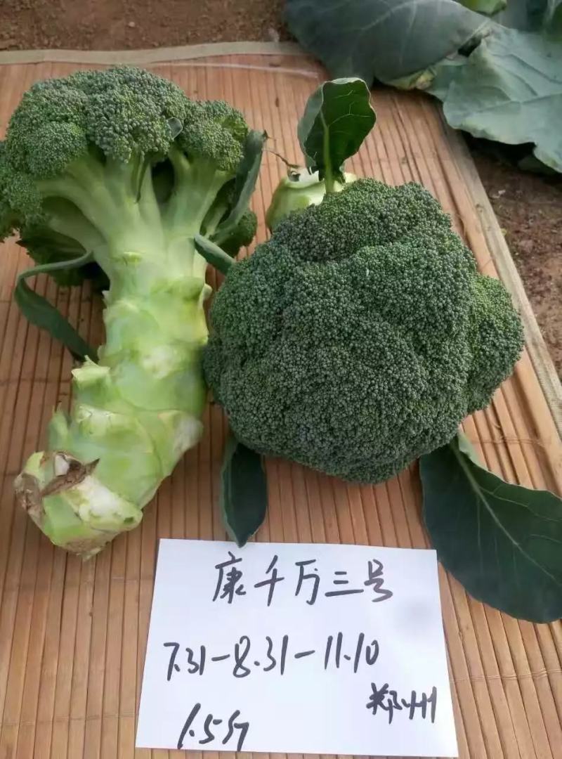 康千万三号西兰花种子轴粗不空心小米粒细密深绿色75天采收