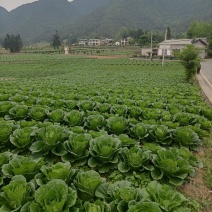 湖北恩施利川大白菜上市中