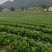 湖北恩施利川大白菜上市中