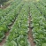湖北恩施利川大白菜上市中