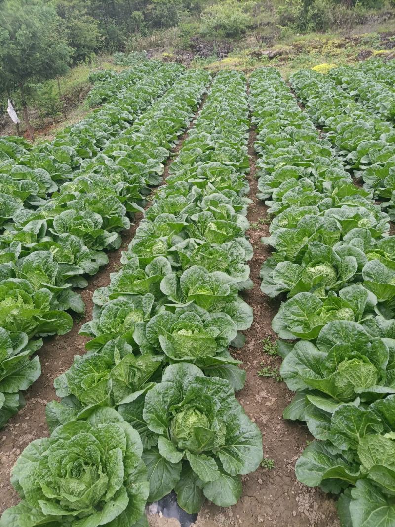 湖北恩施利川大白菜上市中