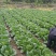 湖北恩施利川大白菜上市中