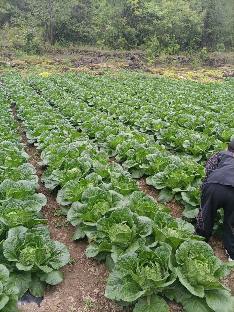 湖北恩施利川大白菜上市中