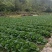 湖北恩施利川大白菜上市中
