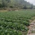 湖北恩施利川大白菜上市中