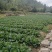 湖北恩施利川大白菜上市中