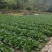 湖北恩施利川大白菜上市中