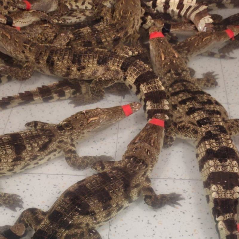 鳄鱼