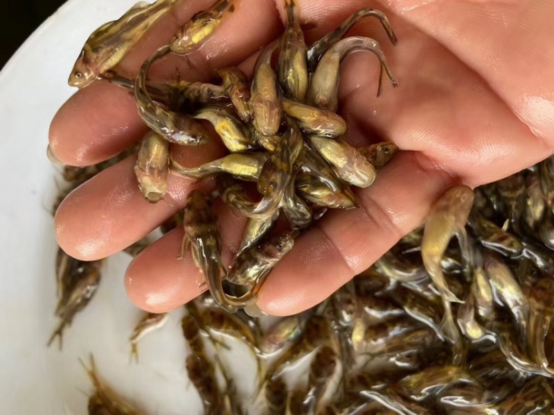 黄骨鱼苗，黄颡鱼，黄辣丁，场地直销，规格齐全。