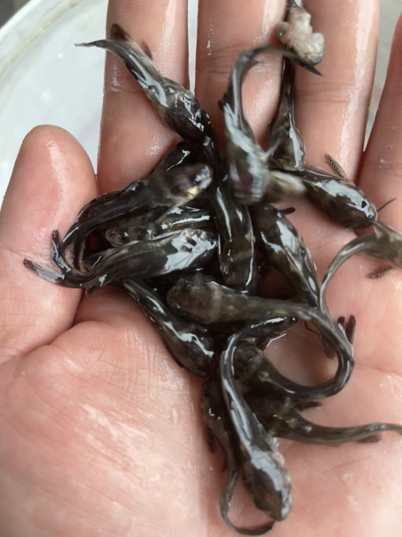黄骨鱼苗，黄颡鱼，黄辣丁，场地直销，规格齐全。