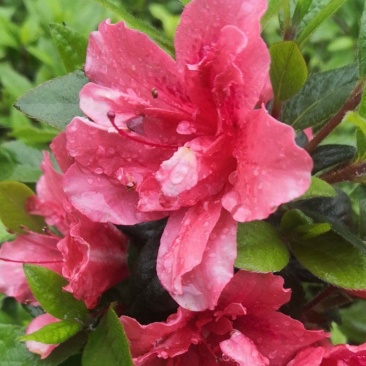 安酷杜鹃成品苗，四季杜鹃，耐寒耐高温，花开四季，