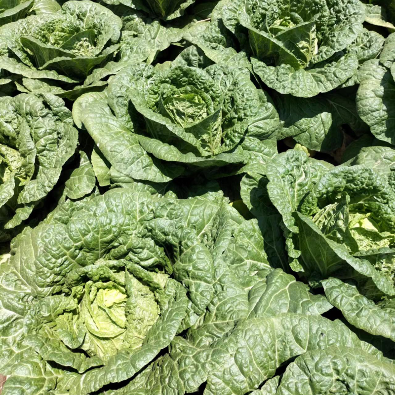 黄心大白菜，万亩基地，价格优惠，质量保证，欢迎客商来电