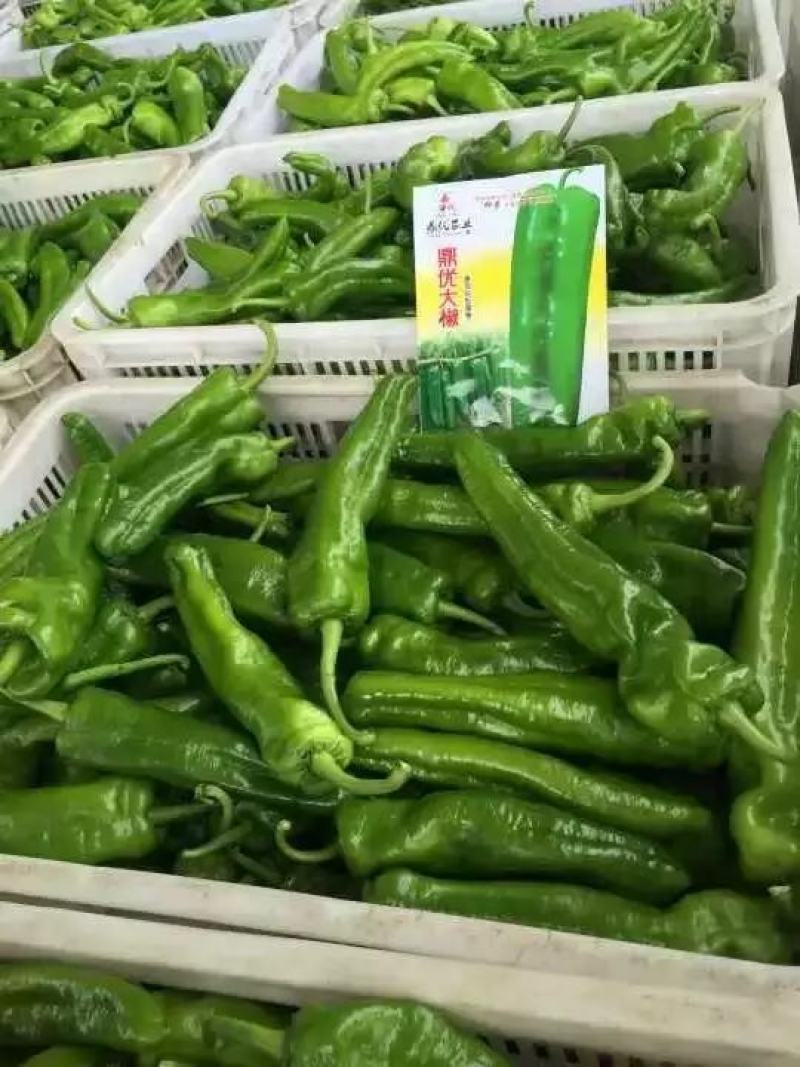 鼎优大椒辣椒种子中早熟泡椒抗病膨果速度快果型一致春秋棚露