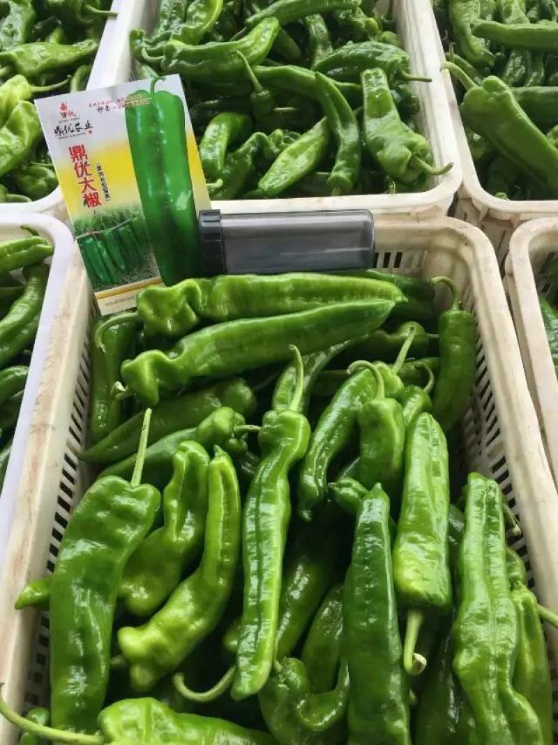 鼎优大椒辣椒种子中早熟泡椒抗病膨果速度快果型一致春秋棚露