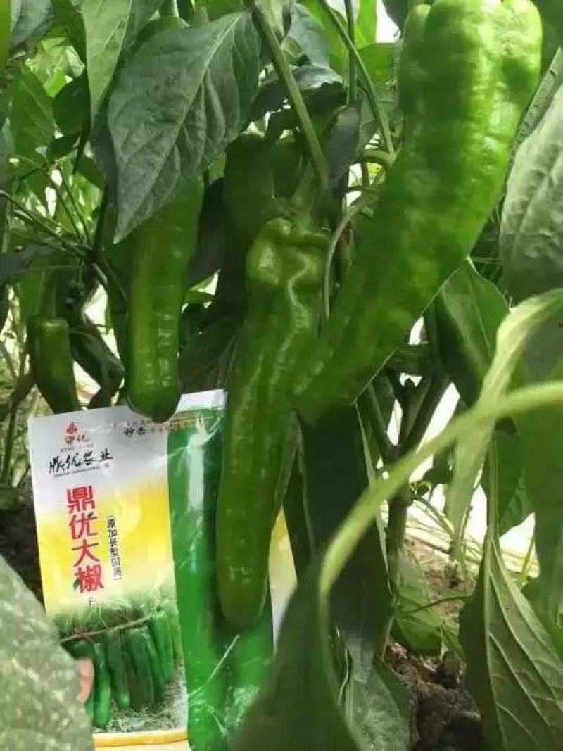 鼎优大椒辣椒种子中早熟泡椒抗病膨果速度快果型一致春秋棚露