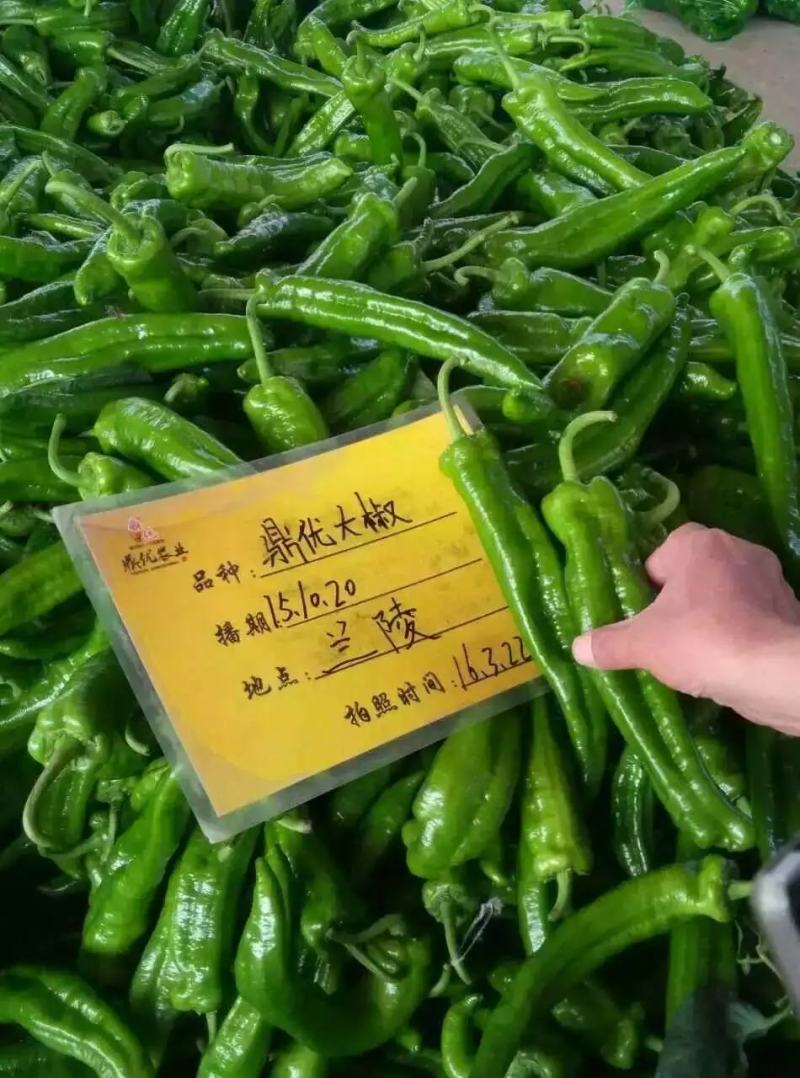 鼎优大椒辣椒种子中早熟泡椒抗病膨果速度快果型一致春秋棚露
