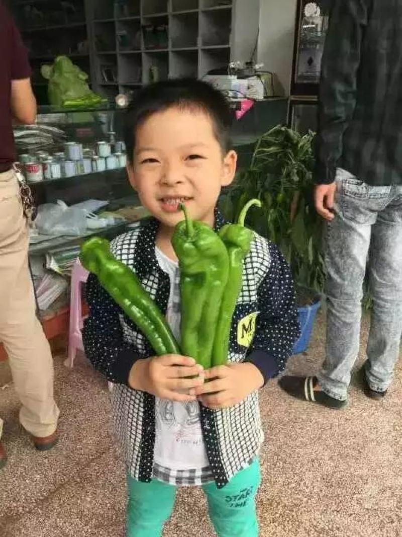 鼎优大椒辣椒种子中早熟泡椒抗病膨果速度快果型一致春秋棚露