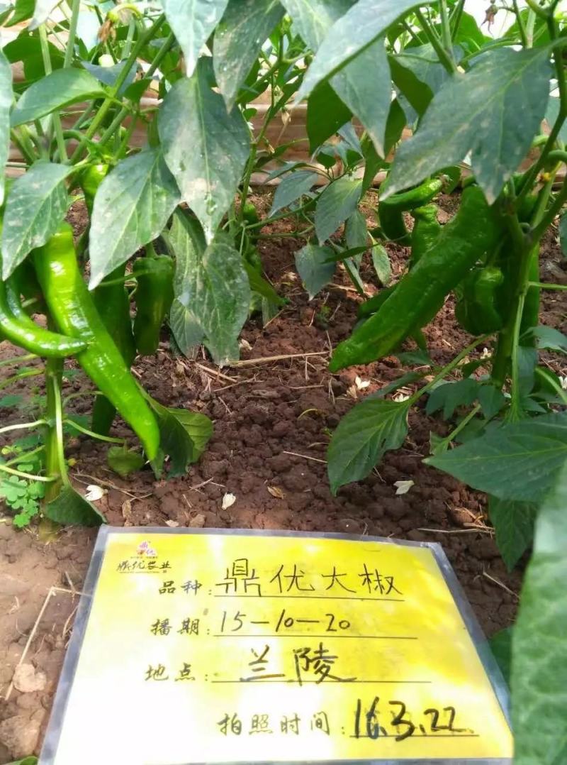 鼎优大椒辣椒种子中早熟泡椒抗病膨果速度快果型一致春秋棚露