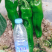 鼎优大椒辣椒种子中早熟泡椒抗病膨果速度快果型一致春秋棚露