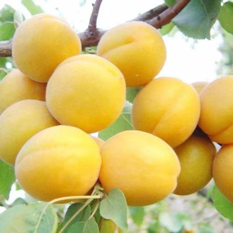 【热卖】新疆精品小白杏，口感甜，香味足，欢迎客商选购