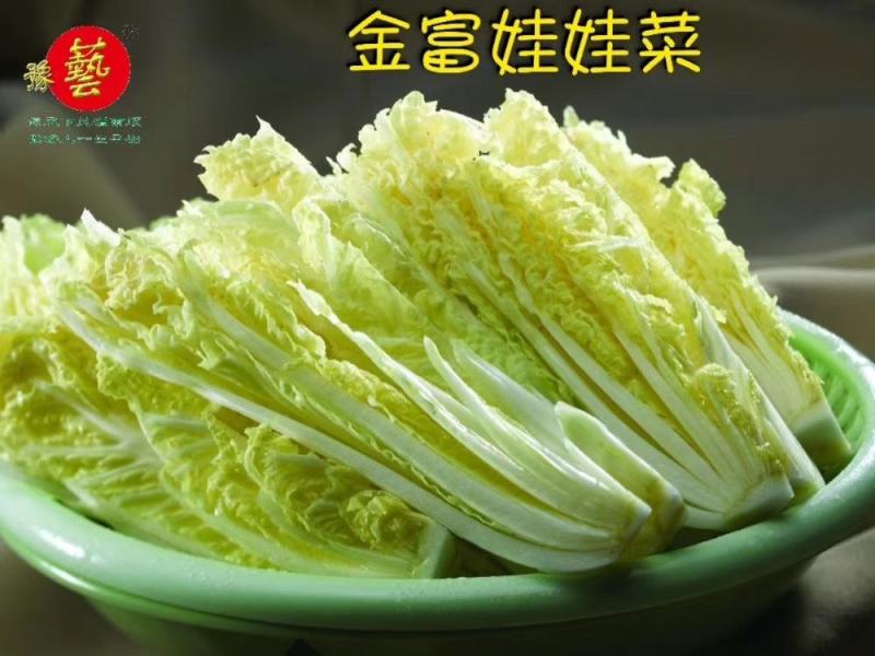 金富娃娃菜种子黄芯娃娃菜净菜高易管理产量高懒汉菜种