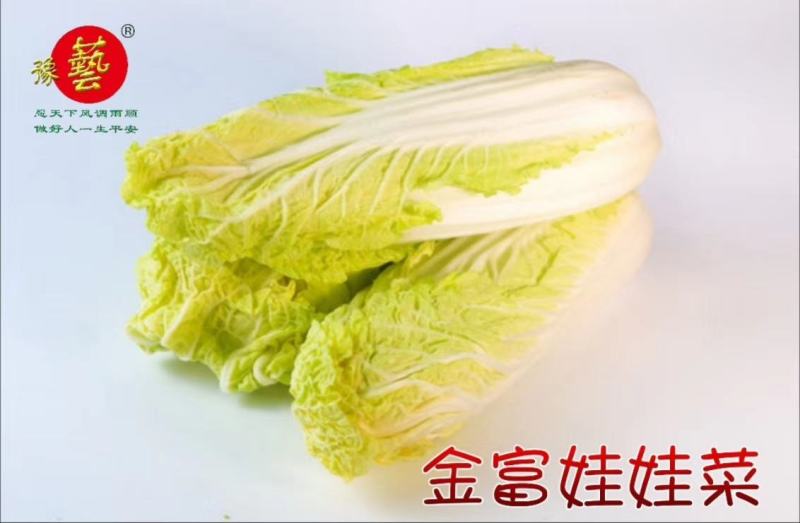 金富娃娃菜种子黄芯娃娃菜净菜高易管理产量高懒汉菜种