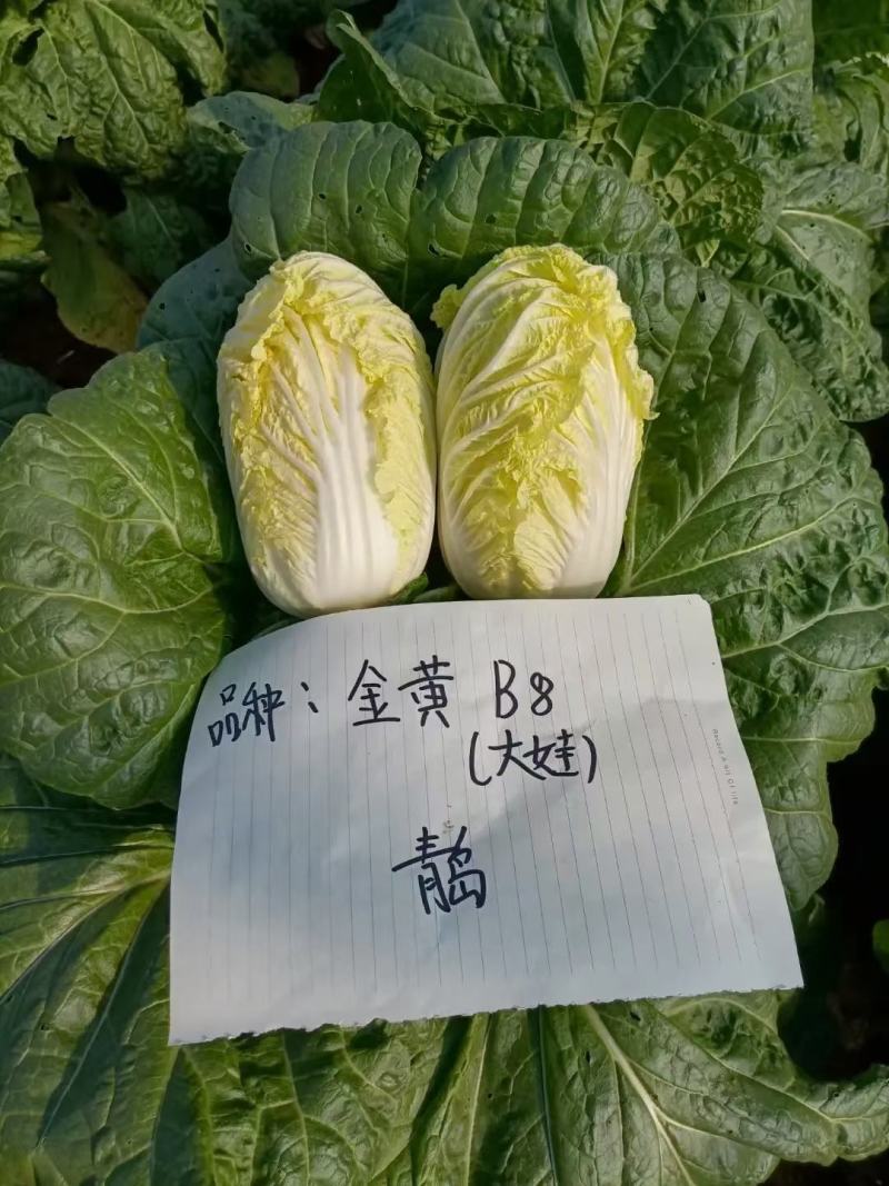 金富娃娃菜种子黄芯娃娃菜净菜高易管理产量高懒汉菜种