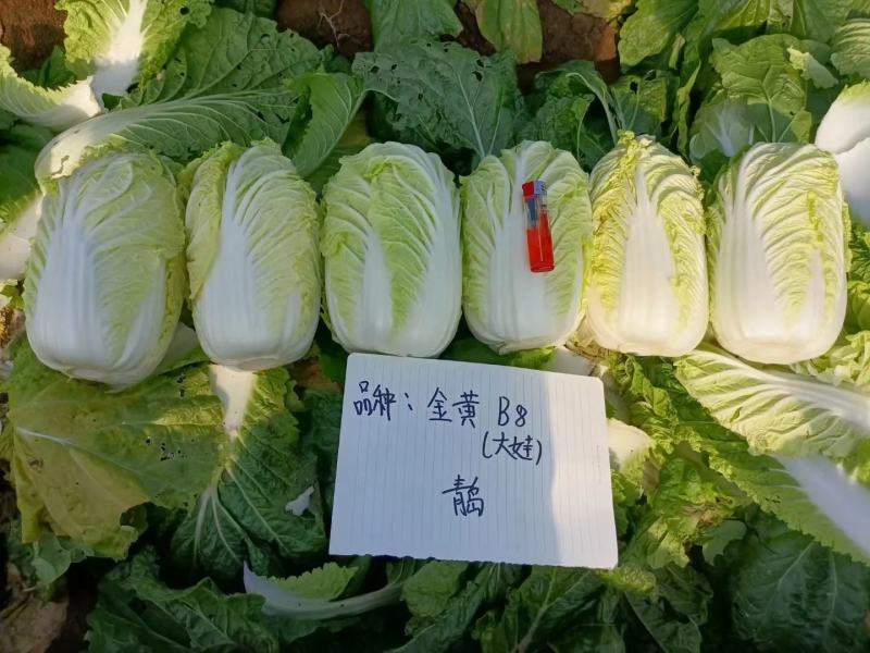 金富娃娃菜种子黄芯娃娃菜净菜高易管理产量高懒汉菜种