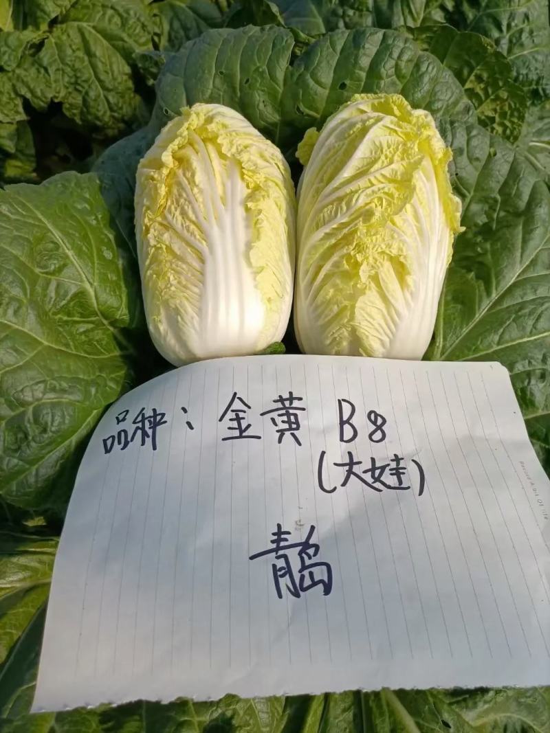 金富娃娃菜种子黄芯娃娃菜净菜高易管理产量高懒汉菜种