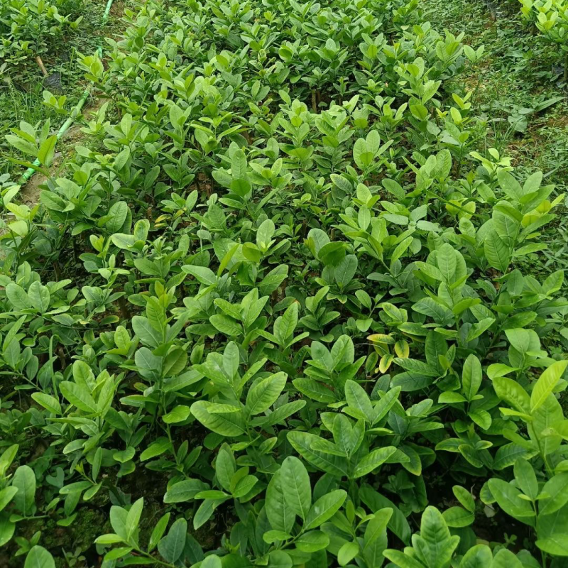 广东香水柠檬苗