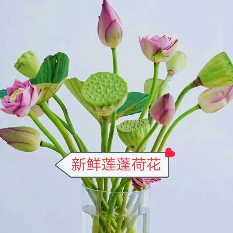 新鲜荷花花骨朵，莲蓬批发。长期供应，基地直发。