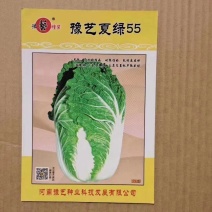 豫艺夏绿55白菜种子早熟抗病大果囗感好产量高