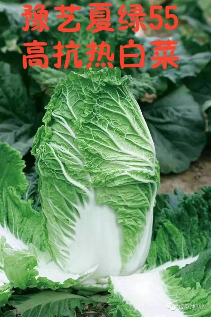 豫艺夏绿55白菜种子早熟抗病大果囗感好产量高