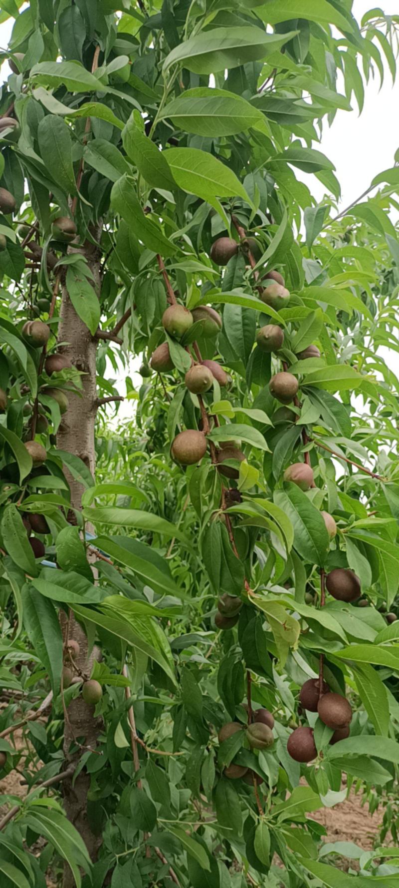 珍珠枣油桃，即将上市，有出口的客商优先安排，120余亩