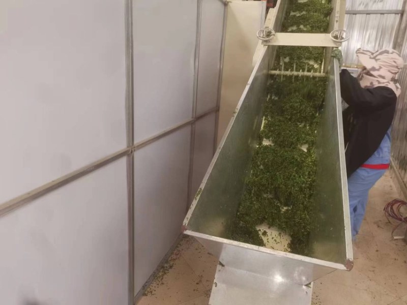 【精选】相思茶，鸡骨草茶，相思茶农家自产货源充足全国发货