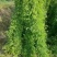 【精选】相思茶，鸡骨草茶，相思茶农家自产货源充足全国发货