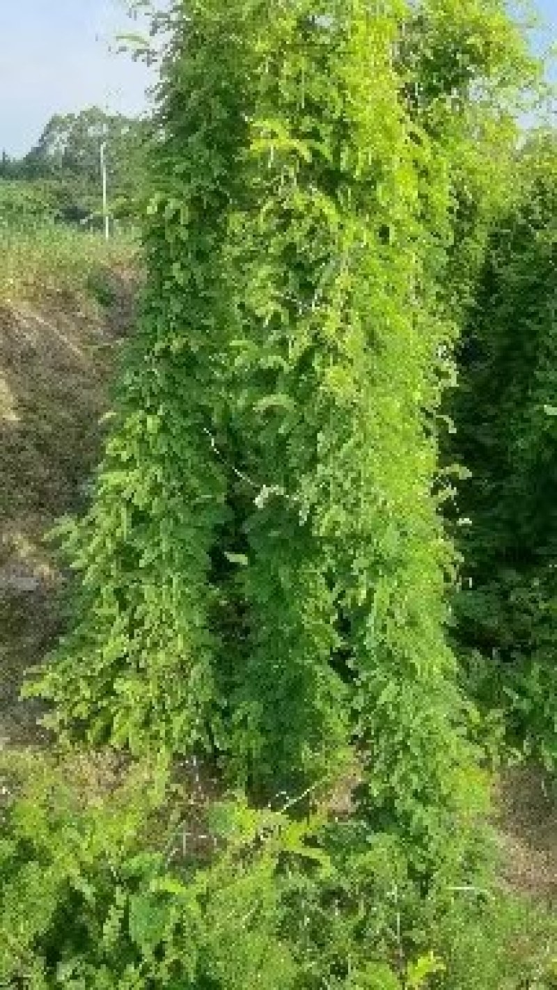 【精选】相思茶，鸡骨草茶，相思茶农家自产货源充足全国发货