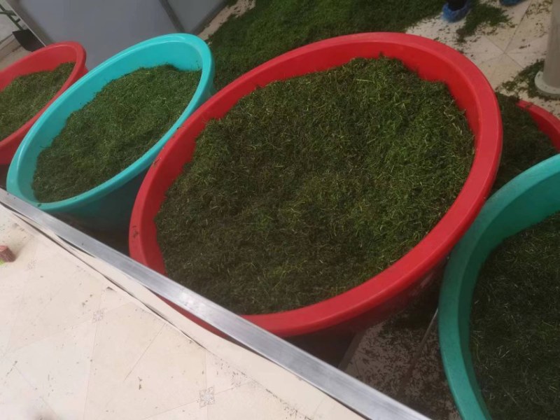 【精选】相思茶，鸡骨草茶，相思茶农家自产货源充足全国发货