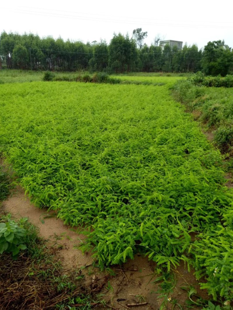 【精选】相思茶，鸡骨草茶，相思茶农家自产货源充足全国发货