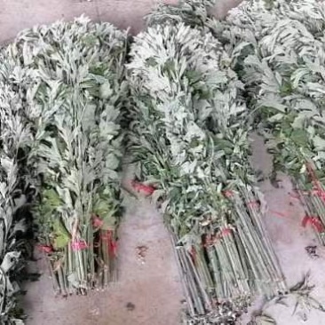 整棵艾新鲜艾自产自销