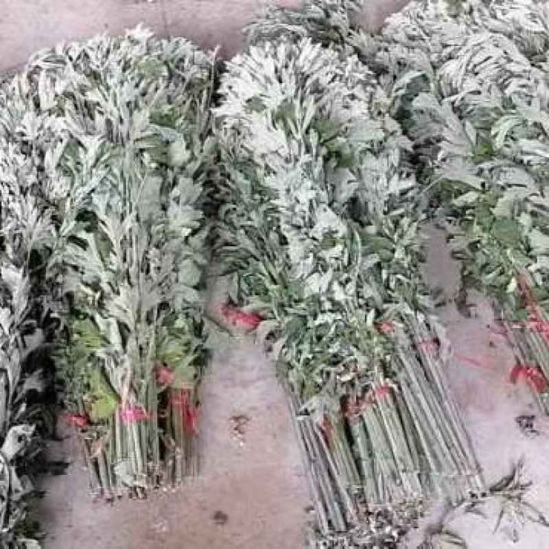 整棵艾新鲜艾自产自销