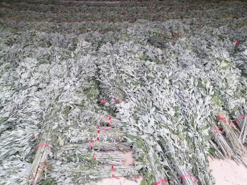 整棵艾新鲜艾自产自销