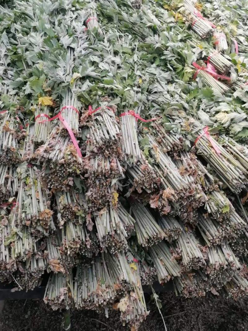 整棵艾新鲜艾自产自销