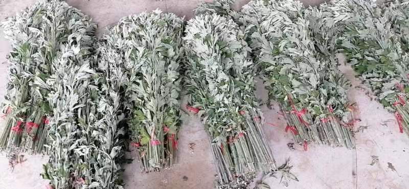 整棵艾新鲜艾自产自销