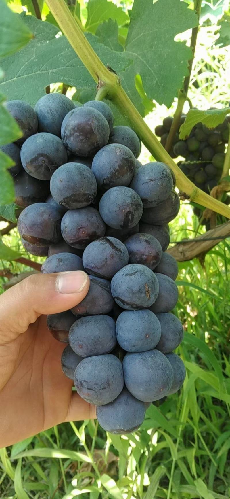夏黑葡萄大量上市，高中低档货都有