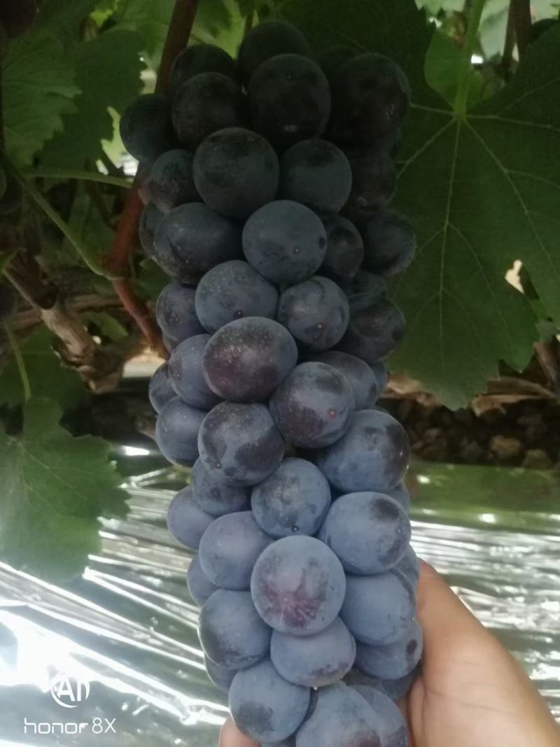 夏黑葡萄大量上市，高中低档货都有